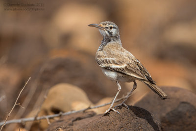 Hoopoe Lark (Alaemon alaudipes boavistae)