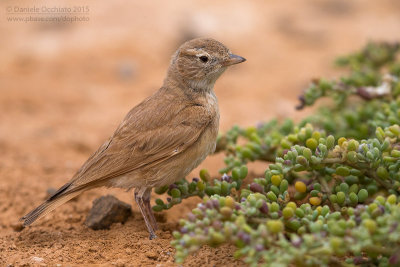 Bar-tailed Lark (Ammomanes cinctura)