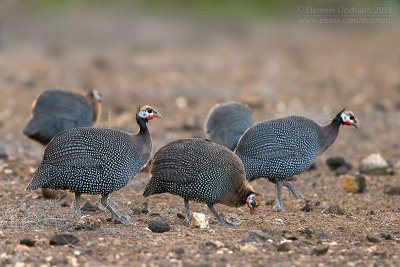 Helmeted Guineafowl (Numida meleagris)