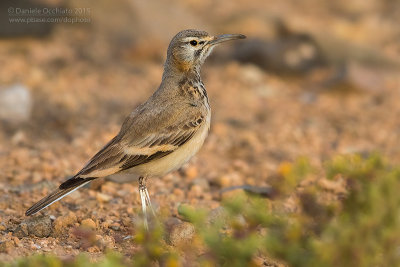 Hoopoe Lark (Alaemon alaudipes boavistae)