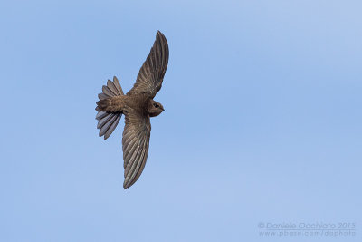 Cape Verde Swift (Apus alexandri)