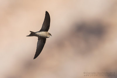 Cape Verde Swift (Apus alexandri)
