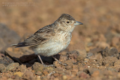 Raso Lark (Allodola di Raso)