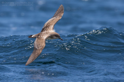 Cape Verde Shearwater (Calonectris edwardsii)
