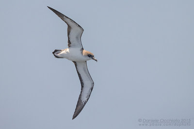Cape Verde Shearwater (Calonectris edwardsii)