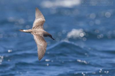 Cape Verde Shearwater (Calonectris edwardsii)
