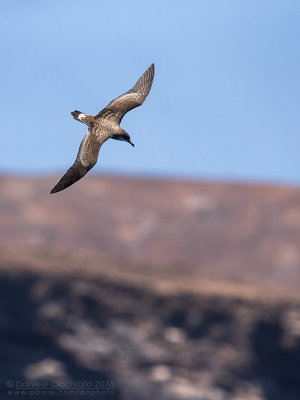 Cape Verde Shearwater (Calonectris edwardsii)