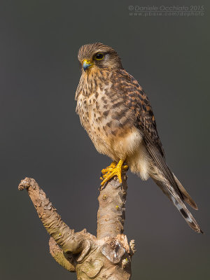 Neglected Kestrel (Falco tinnunculus neglectus)