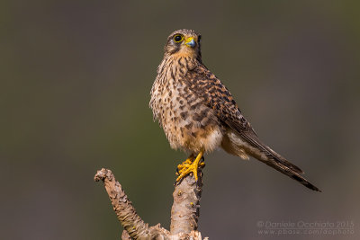 Neglected Kestrel (Falco tinnunculus neglectus)