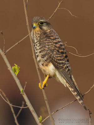 Neglected Kestrel (Falco tinnunculus neglectus)