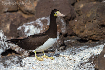 Brown Booby (Sula leucogaster)