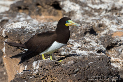 Brown Booby (Sula leucogaster)