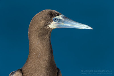 Brown Booby (Sula leucogaster)