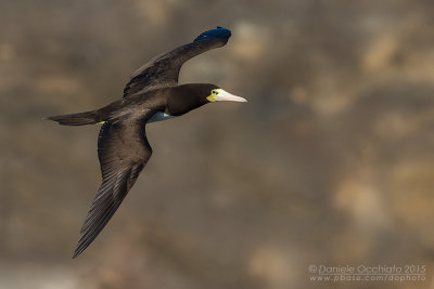 Brown Booby (Sula leucogaster)