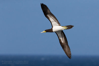 Brown Booby (Sula leucogaster)