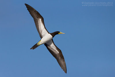 Brown Booby (Sula leucogaster)