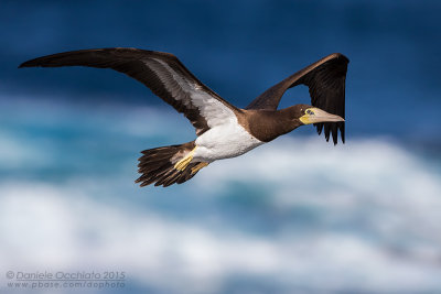 Brown Booby (Sula leucogaster)