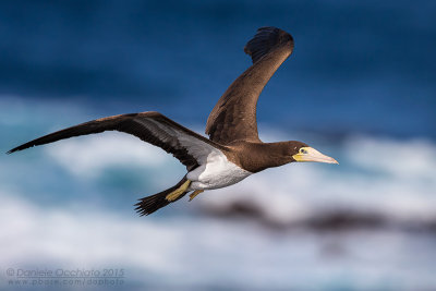 Brown Booby (Sula leucogaster)