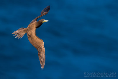 Brown Booby (Sula leucogaster)