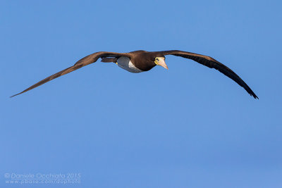 Brown Booby (Sula leucogaster)