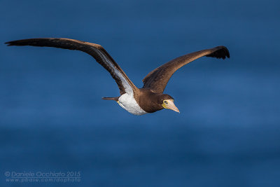 Brown Booby (Sula leucogaster)