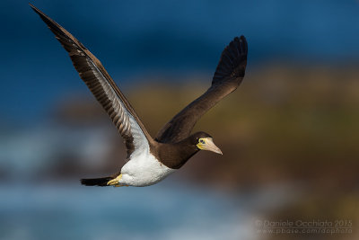 Brown Booby (Sula leucogaster)