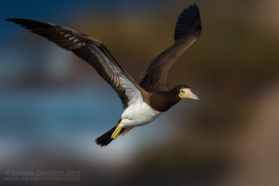 Brown Booby (Sula leucogaster)