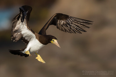 Brown Booby (Sula leucogaster)