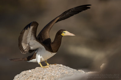 Brown Booby (Sula leucogaster)
