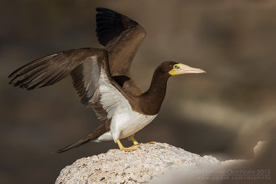 Brown Booby (Sula leucogaster)