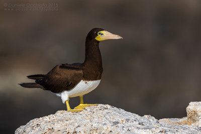 Brown Booby (Sula leucogaster)