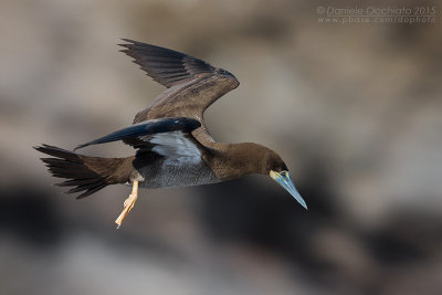 Brown Booby (Sula leucogaster)