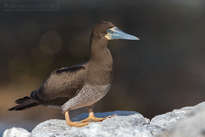 Brown Booby (Sula leucogaster)