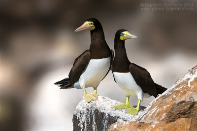 Brown Booby (Sula leucogaster)