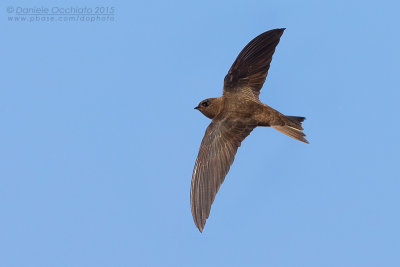 Cape Verde Swift (Apus alexandri)