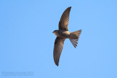 Cape Verde Swift (Apus alexandri)