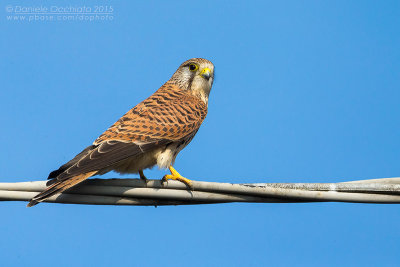 Kestrel (Falco tinnunculus)