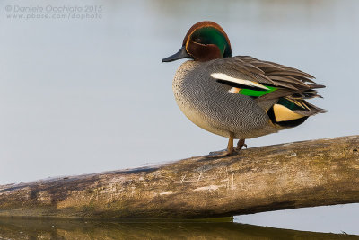 Eurasian Teal (Anas crecca)