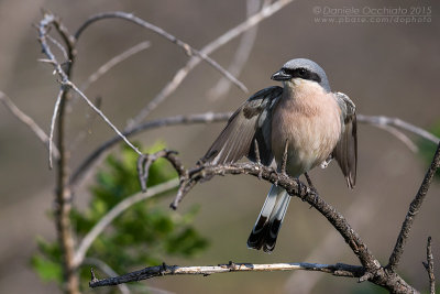 Red-backed Shrike (Lanius collurio)