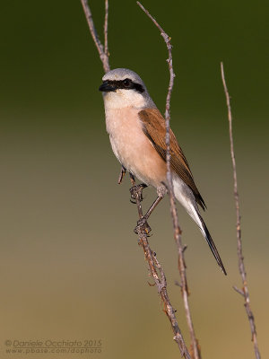 Red-backed Shrike (Lanius collurio)