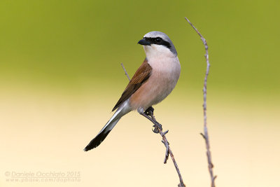 Red-backed Shrike (Lanius collurio)