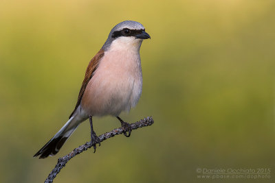Red-backed Shrike (Lanius collurio)