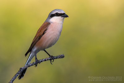 Red-backed Shrike (Lanius collurio)