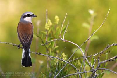 Red-backed Shrike (Lanius collurio)