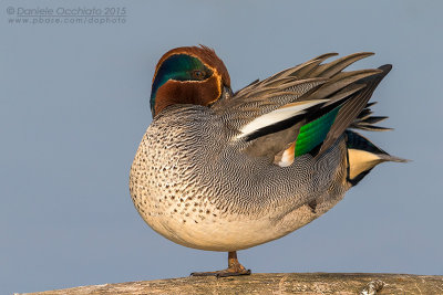 Eurasian Teal (Anas crecca)