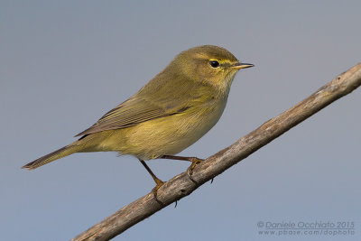 Chiffchaff (Phylloscopus collybita)