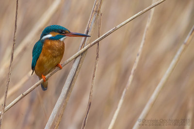 Common Kingfisher (Alcedo atthis)