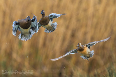 Garganey (Anas querquedula)