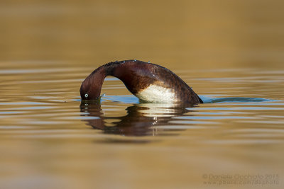 Ferruginous Duck (Aythya nyroca)