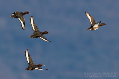 Ferruginous Duck (Aythya nyroca)